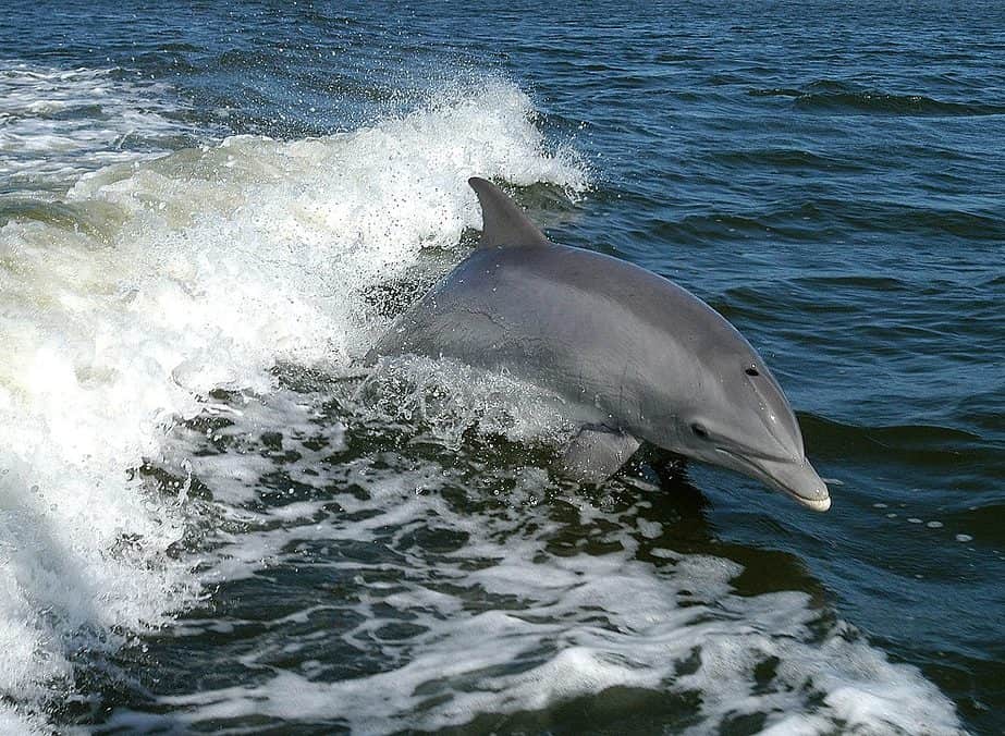 Florida Dolphin
