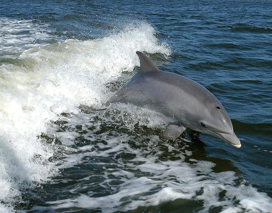 Florida Dolphin