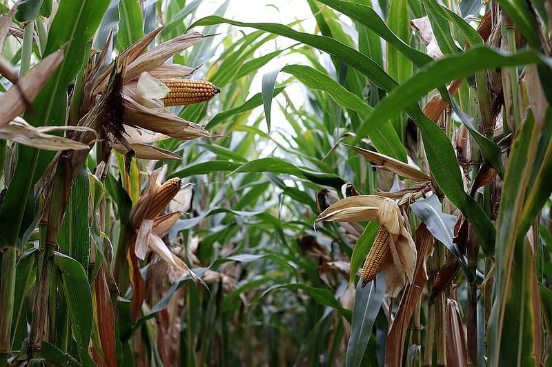 Floridas Corn Mazes