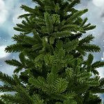 christmas tree farm in fl