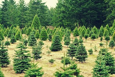 25 Of The Best Christmas Tree Farms In Florida