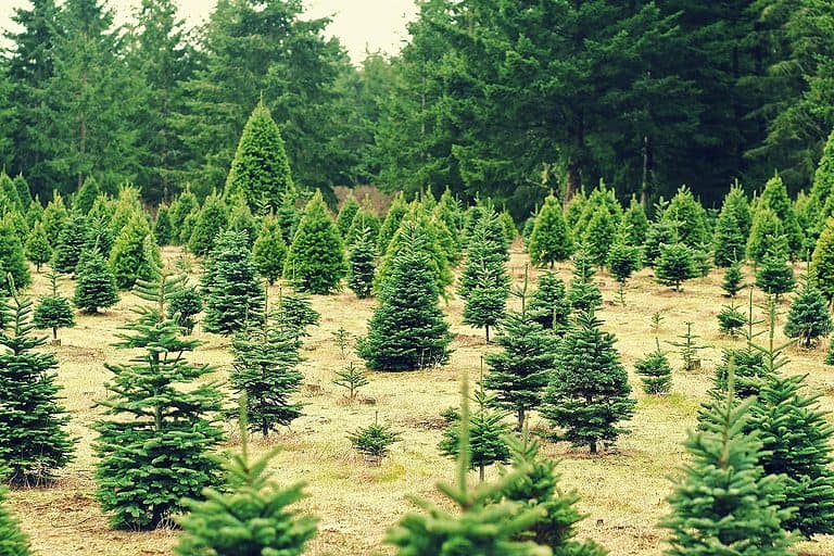 25 Of The Best Christmas Tree Farms In Florida