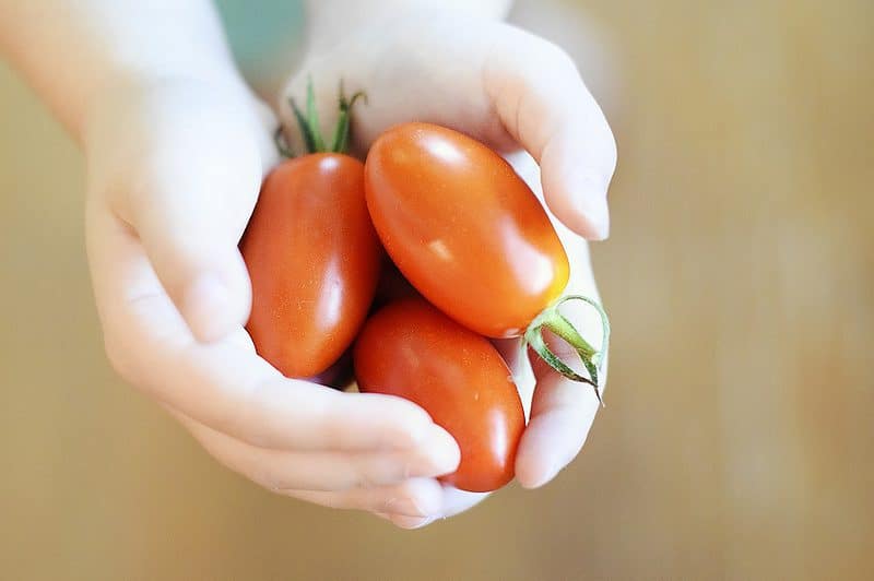 15 Best Fruit Picking Farms in Florida