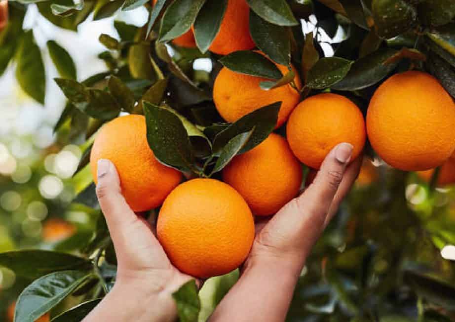 Fruit-Picking-Farms-in-Florida