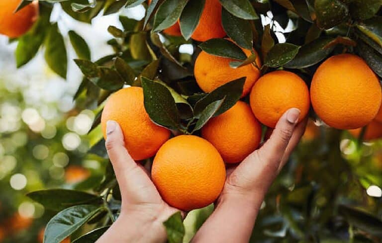 15 Best Fruit Picking Farms in Florida