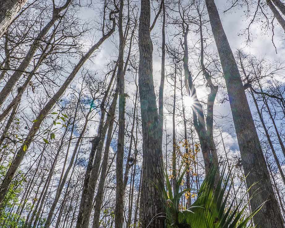 Hike At Snorkel Ponce De Leon Springs State Park