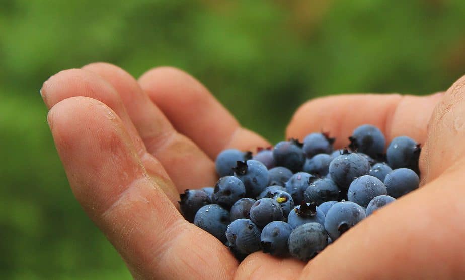 Pick Blueberries in Florida