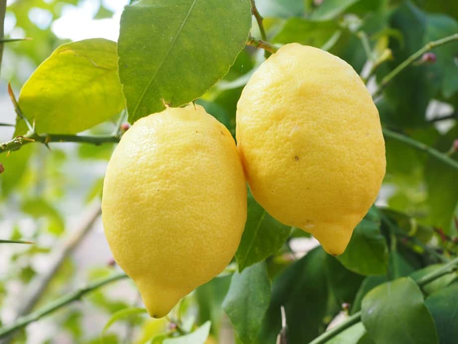 Pick Lemons In Florida