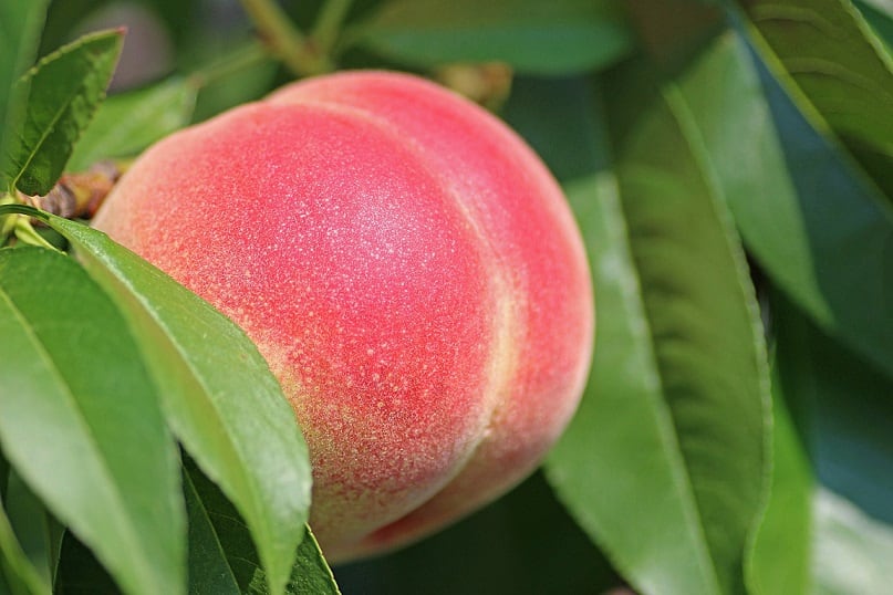 Pick Peaches In Florida