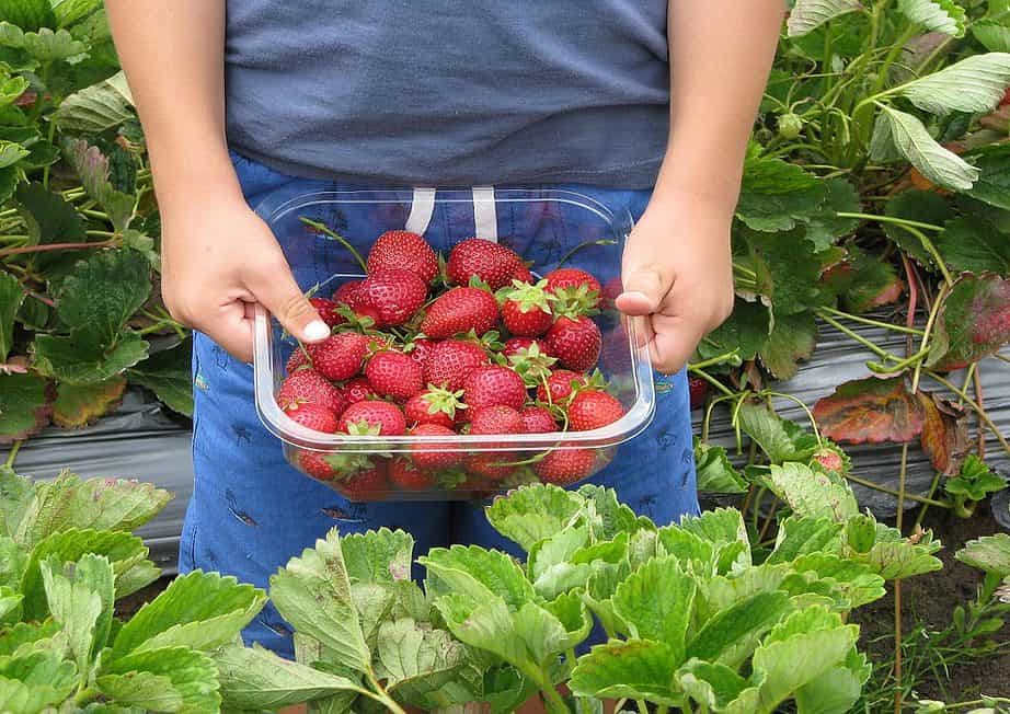 The Best Strawberry Picking in Florida