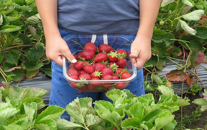 Strawberry Picking In Florida 700x441 