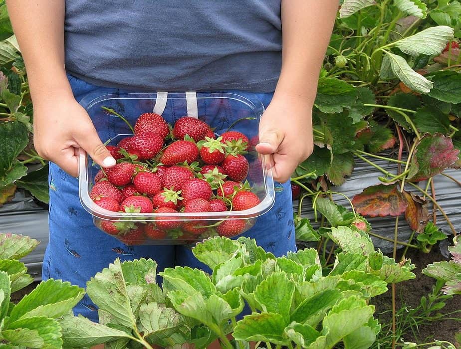 Strawberry Picking in Florida