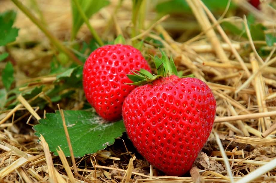 florida strawberry picking season