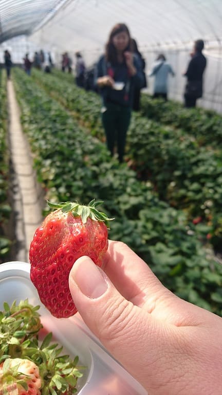florida strawberry picking