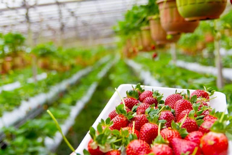 strawberry farms in florida