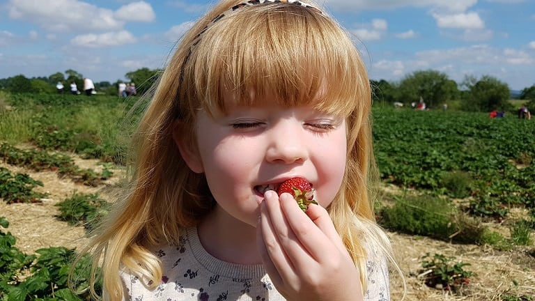 strawberry picking in fl