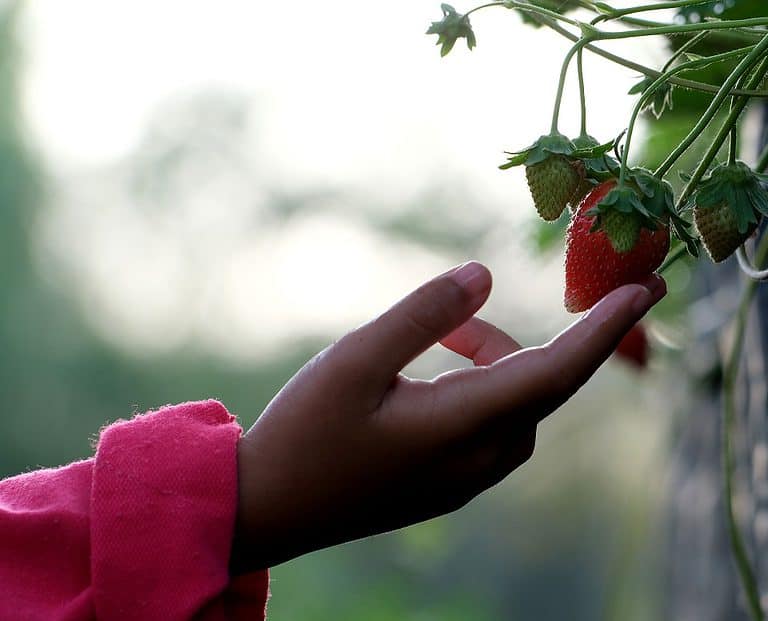 The Best Strawberry Picking in Florida