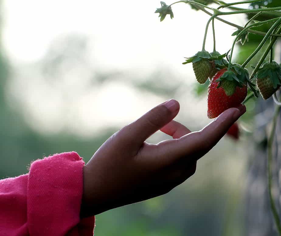 strawberry picking season in florida