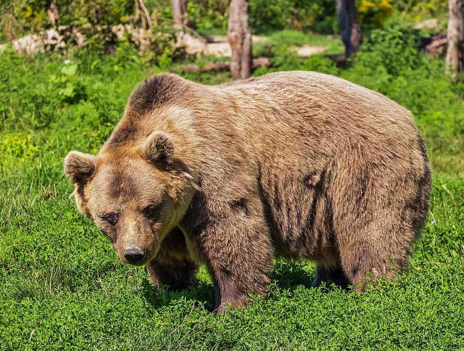 Brown Bears In The Wild