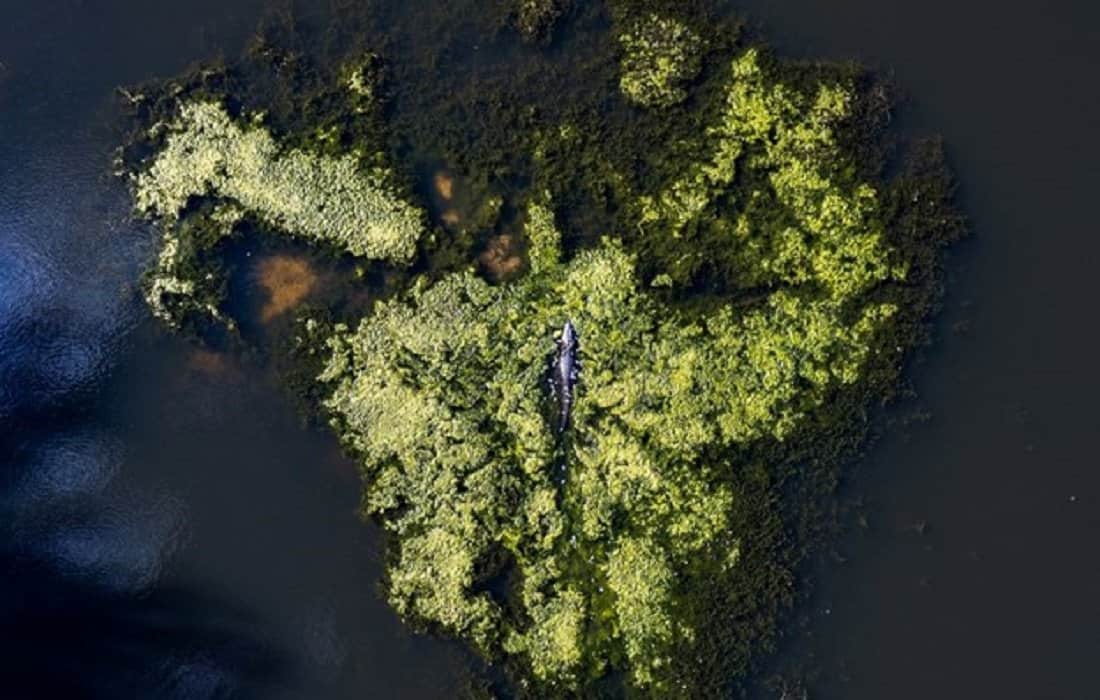 Lake Jesup