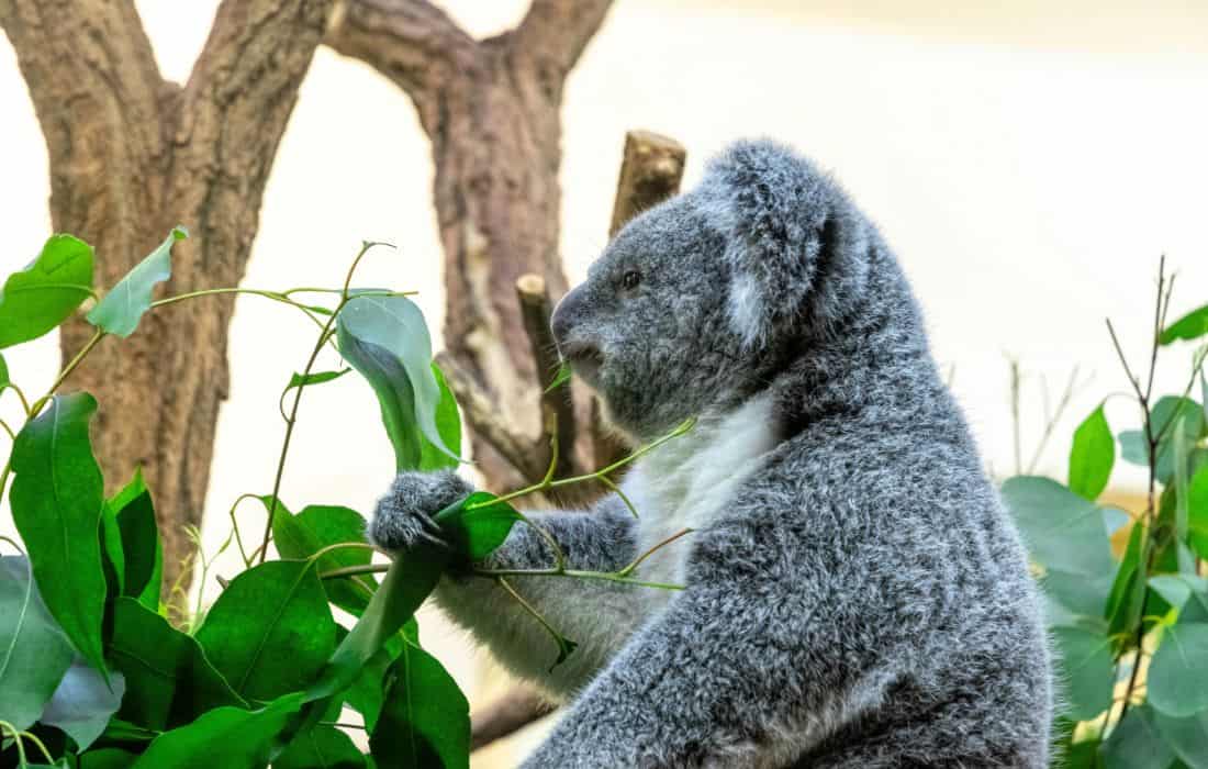 Vienna Zoo (Tiergarten Schönbrunn)