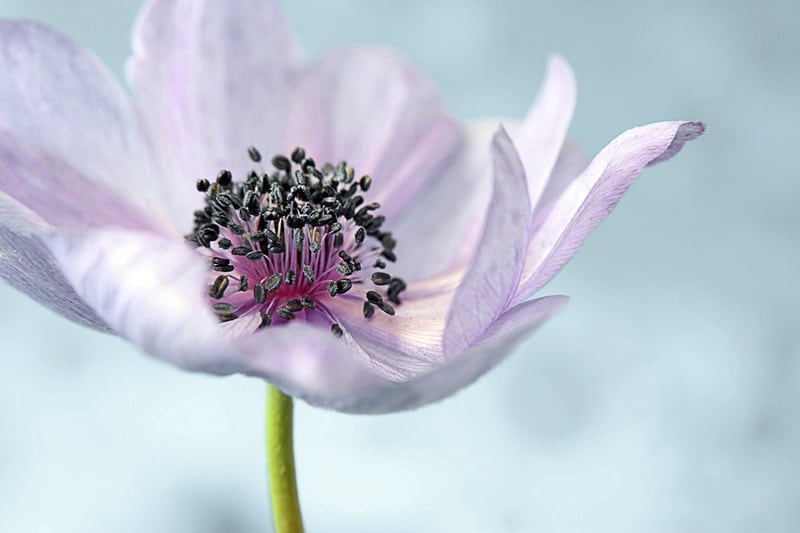 anemone flower