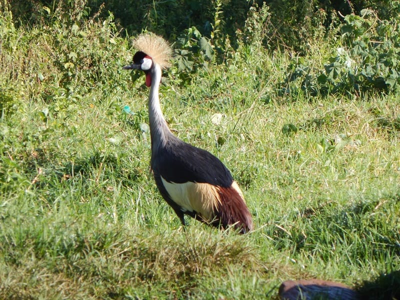 Nandi Hills Wildlife