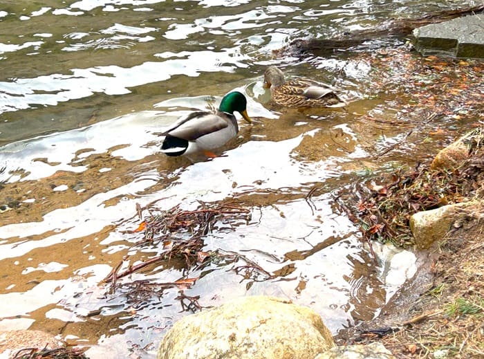 Ducks At Green Loch