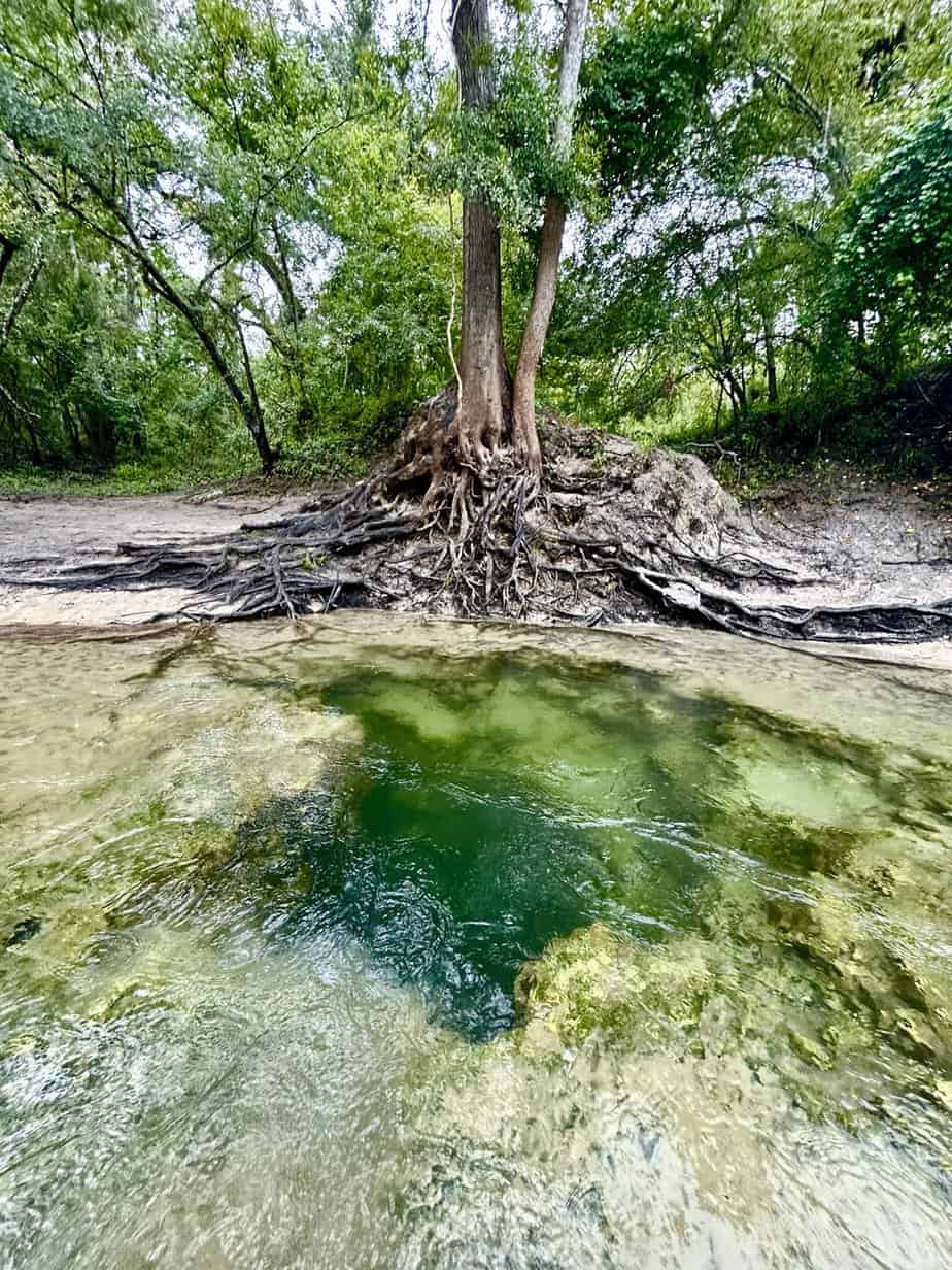 Head of Telford Spring Florida