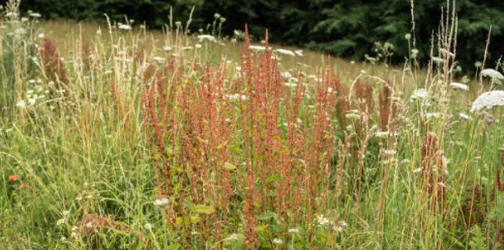 Sheep Sorrel