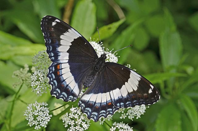 white admiral