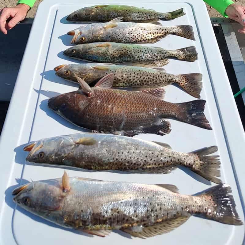 Fishing In Ozello