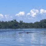 Ozello Florida Dolphins