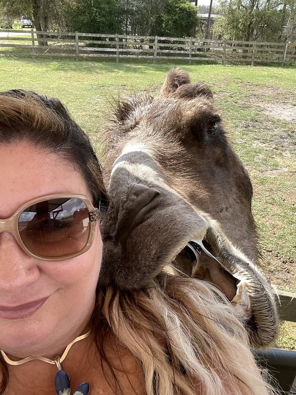 Glamping In Florida At Safari Wilderness