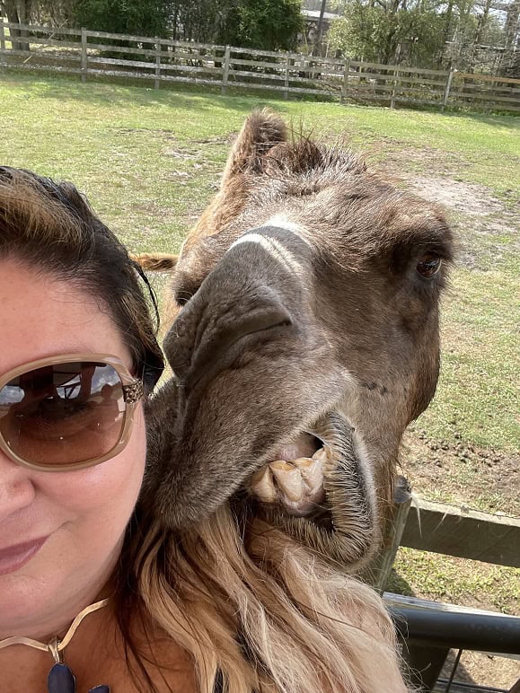 Glamping In Florida At Safari Wilderness