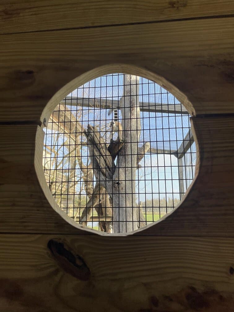 Glamping In Florida At Safari Wilderness