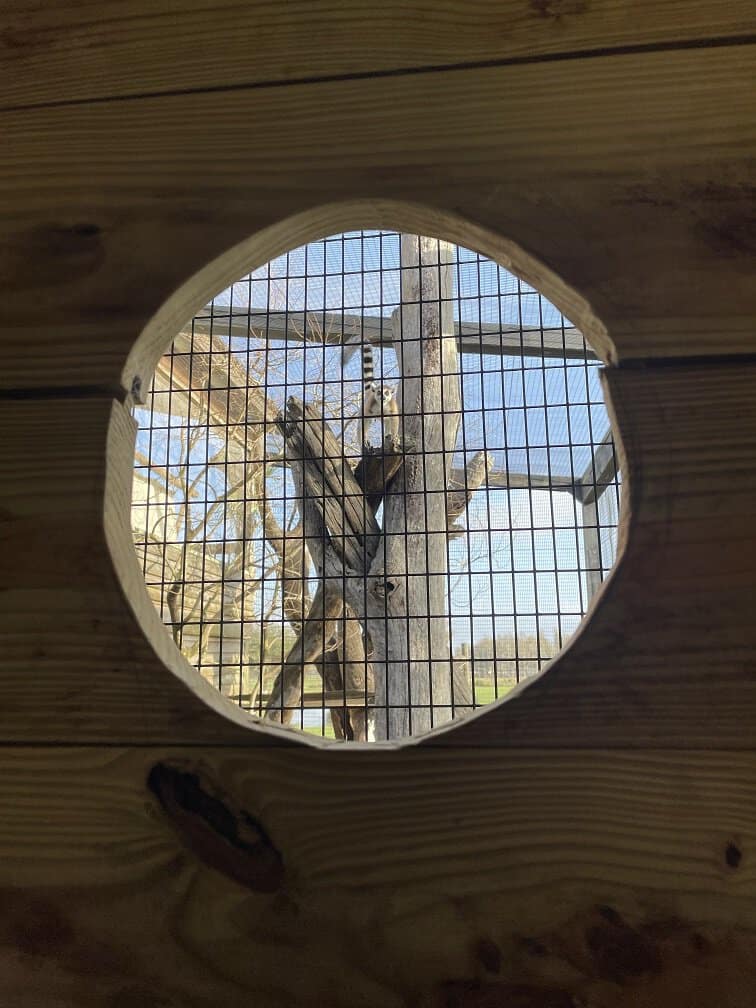 Glamping In Florida At Safari Wilderness
