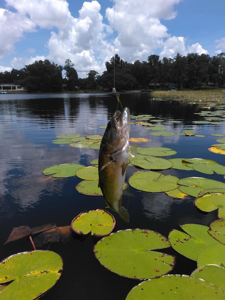 Fish On Lake Georgia