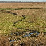 441 Overlook Alligators