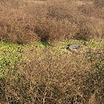 Birds At At Paynes Prairie Preserve State Park Florida