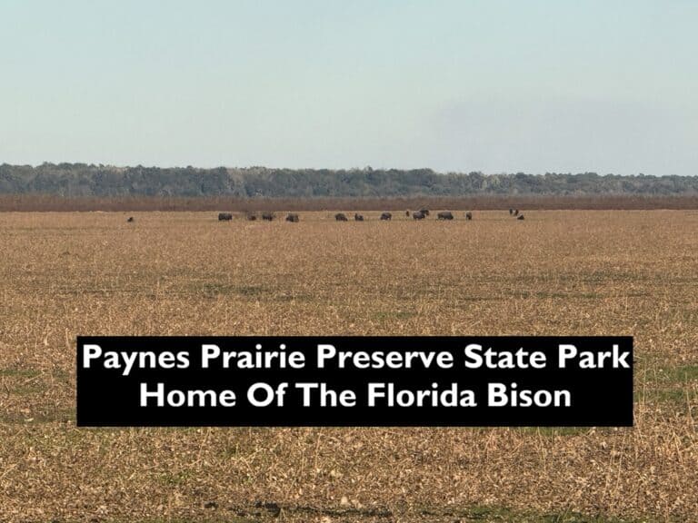 Paynes Prairie Preserve State Park Florida Cover
