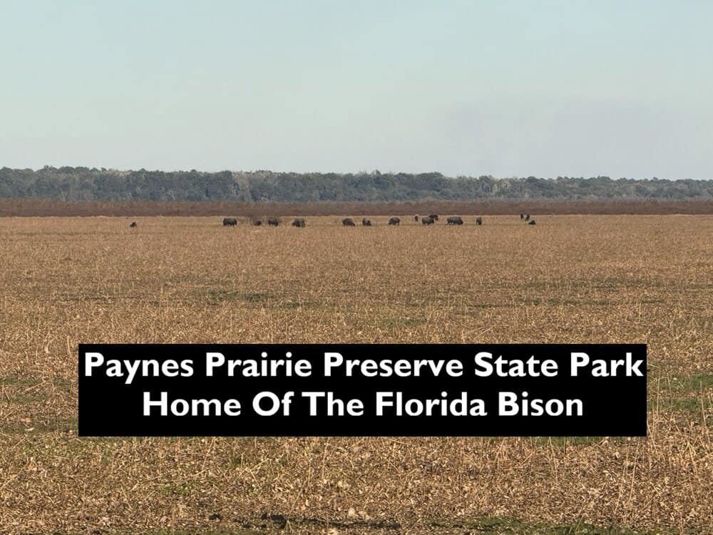 Paynes Prairie Preserve State Park Florida Cover