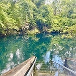 Orange Grove Wes Skiles Peacock Spring