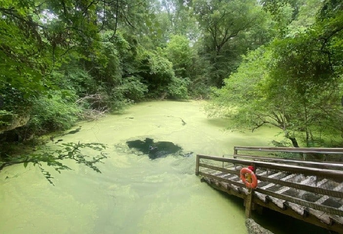 Orange Grove With Duck Weed