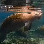 Fanning Springs Manatee Cover