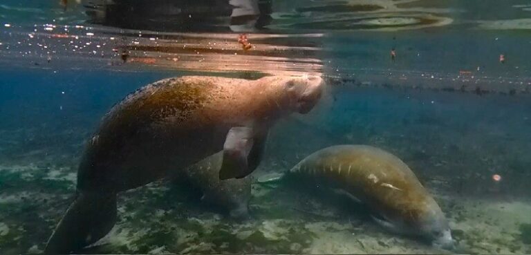 Fanning Springs Manatee Cover