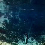 Fanning Springs Spring Head 3