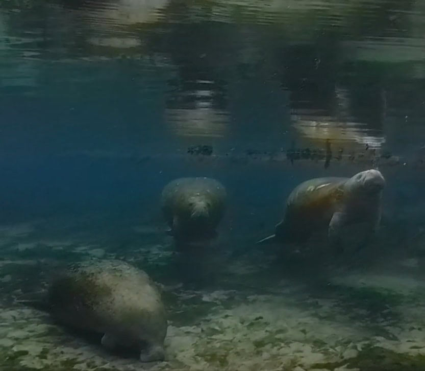 Manatees At Fanning Springs 2