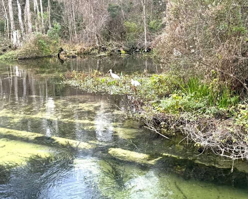 Wakulla Springs Florida Birds