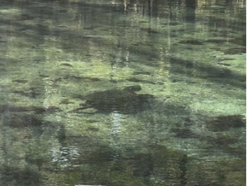 High tower Spring alligator turtle